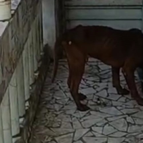 BM: Secretaria de Proteção dos Animais presta cuidados a cão abandonado